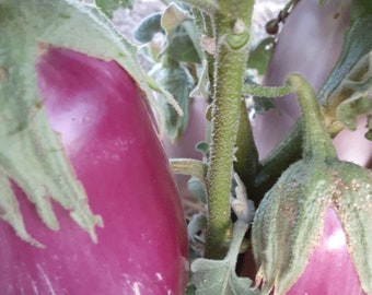 Organic Rosita Eggplant