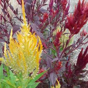 Organic &#39;Pampas Plume&#39; Celosia