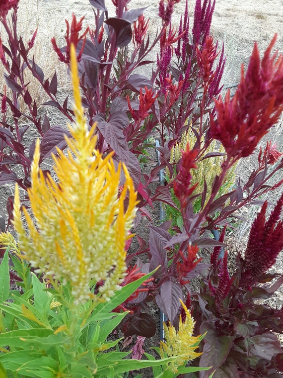 Organic 'Pampas Plume' Celosia