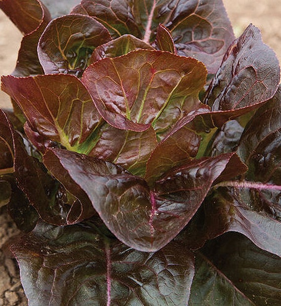 Organic Red Little Gem Lettuce