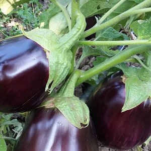 Organic Iraqi Heirloom Aswad Eggplant