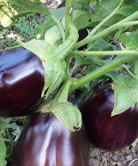 Organic Iraqi Heirloom Aswad Eggplant