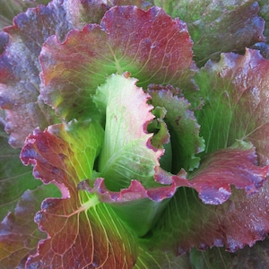 Organic Fever Lettuce