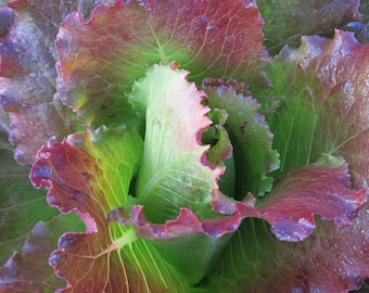 Organic Fever Lettuce