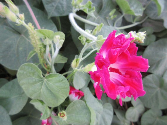 NEW! Organic 'Sunrise Serenade' Morning Glory