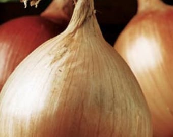 Organic 'Ailsa Craig' Onion