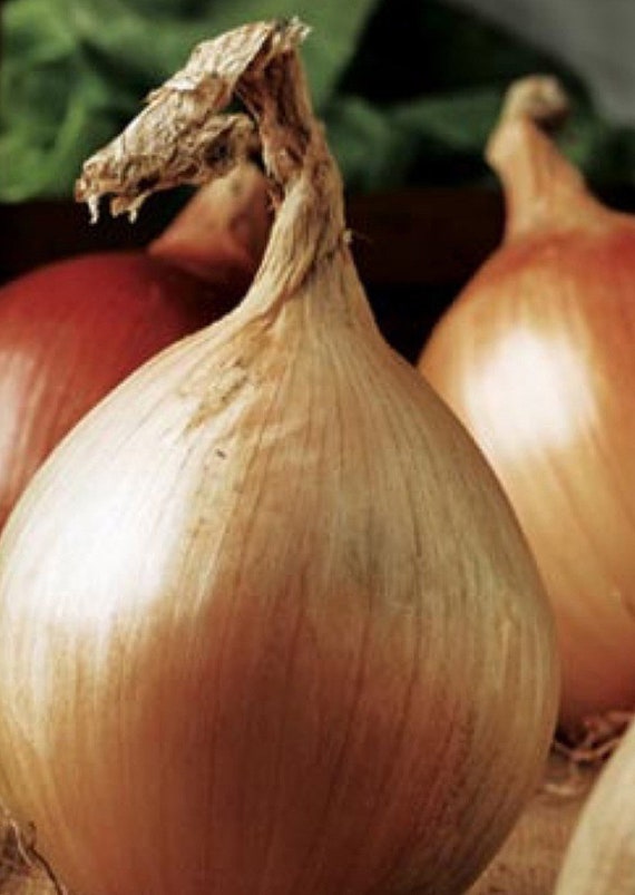 NEW! Organic 'Ailsa Craig' Onion