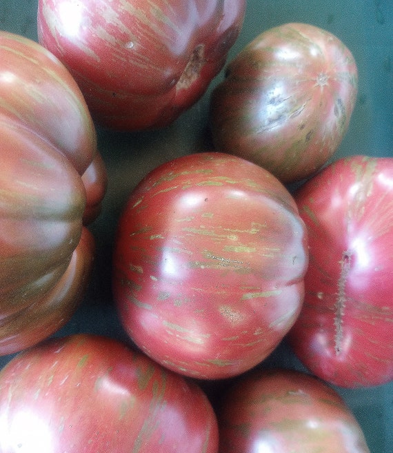 NEW! Organic 'Pink Berkeley Tie-Dye' Tomato