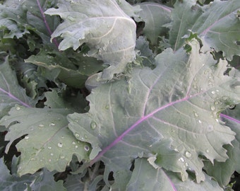 Organic Red Russian Kale