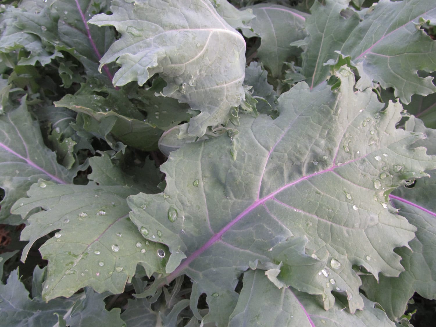 Organic Red Russian Kale