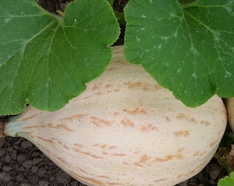 Organic Sweet Fall Squash