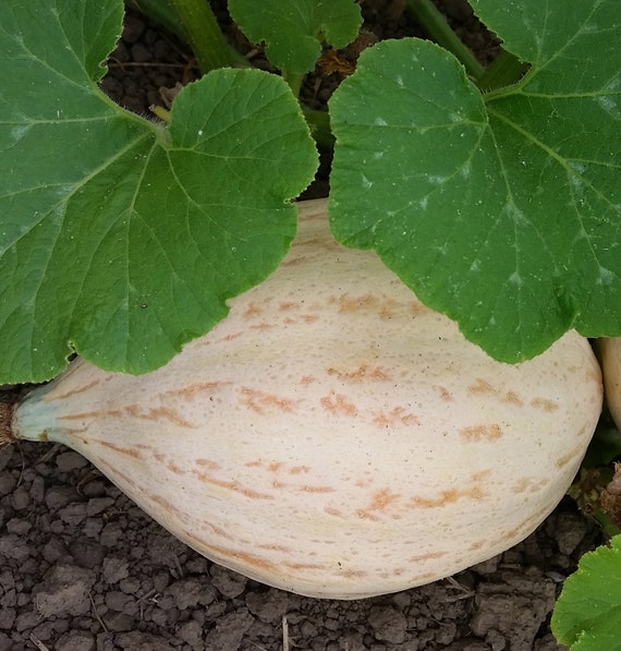 Organic Sweet Fall Squash