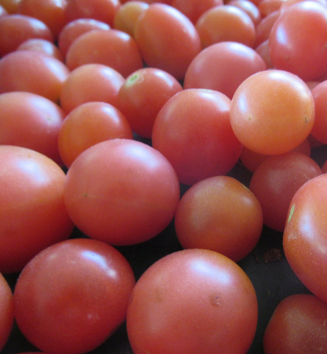 Organic Pink Princess Cherry Tomato image 1