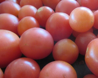 Organic Pink Princess Cherry Tomato