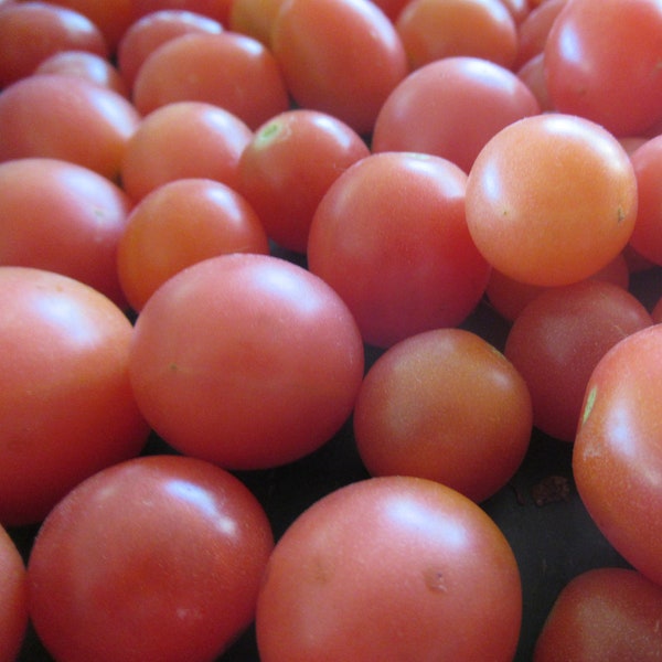 Organic Pink Princess Cherry Tomato