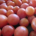 see more listings in the Tomatoes section