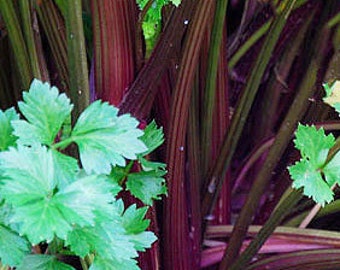 Organic Redventure Celery
