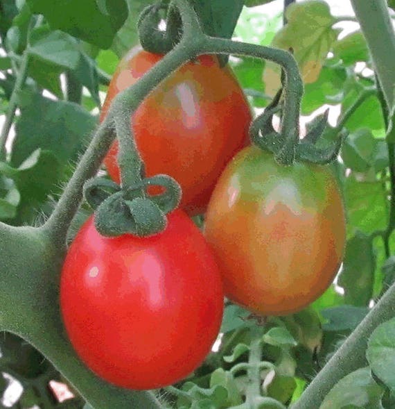 Organic Principe Borghese Tomato