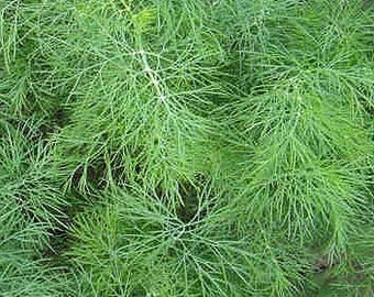 Organic 'Teddy' Dill