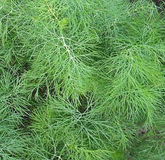 Organic 'Teddy' Dill