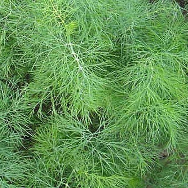 Organic 'Teddy' Dill