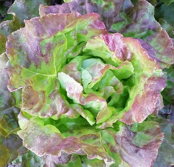 Organic Pirat Lettuce