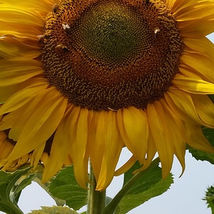 Organic Humongous Sunflower