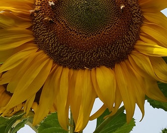 Organic Humongous Sunflower