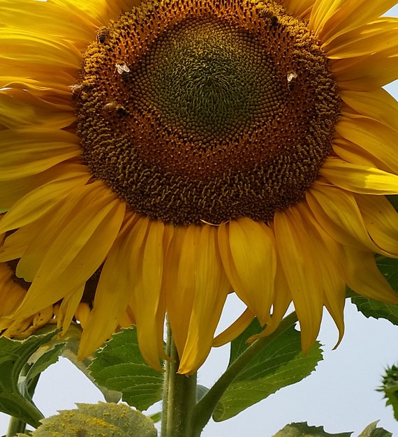 Organic Humongous Sunflower