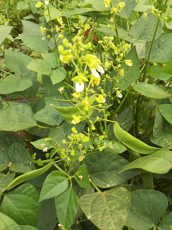 Organic Henderson's Bush Lima Bean