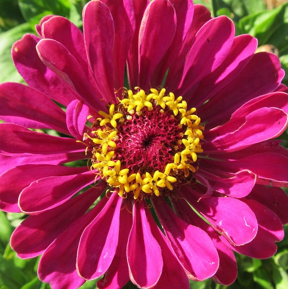 Organic Zinnia 'Purple Dahlia'