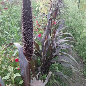 May include: A close-up of a tall, dark purple stalk of grain with a long, narrow head of seeds. The stalk is surrounded by other stalks of grain, some of which are also dark purple.