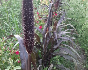 NEW! Organic 'Purple Majesty' Millet