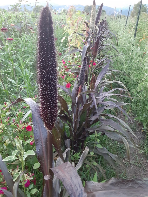 Organic 'Purple Majesty' Millet