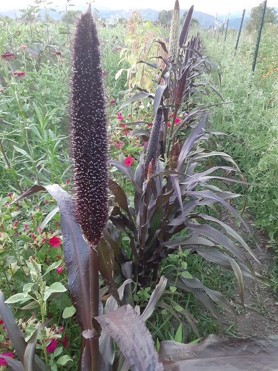 NEW! Organic 'Purple Majesty' Millet