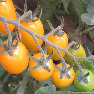 May include: A cluster of small, bright orange tomatoes growing on a vine. The tomatoes are ripe and ready to be picked.