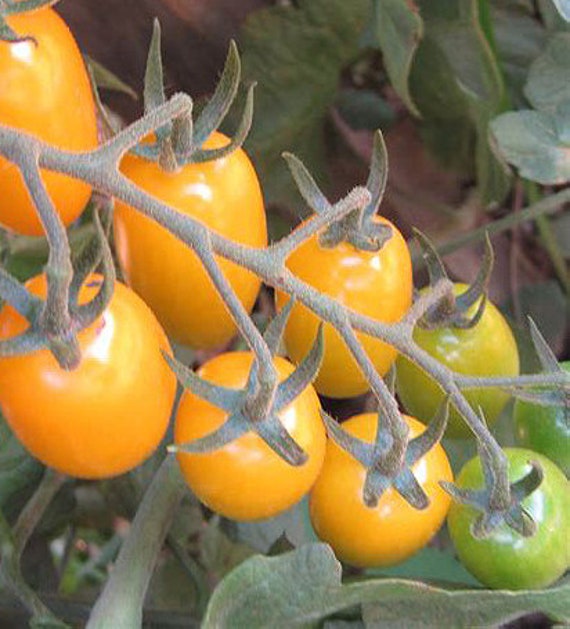 Organic Honeydrop Tomato