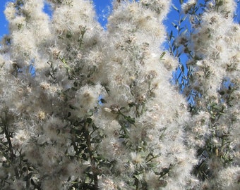 Organic Coyote Bush