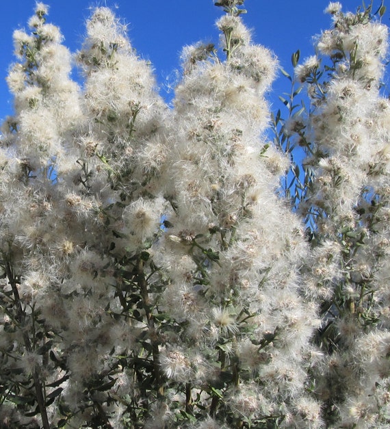 Organic Coyote Bush