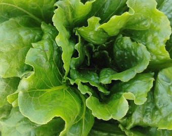 NEW! Organic Quan Yin Lettuce