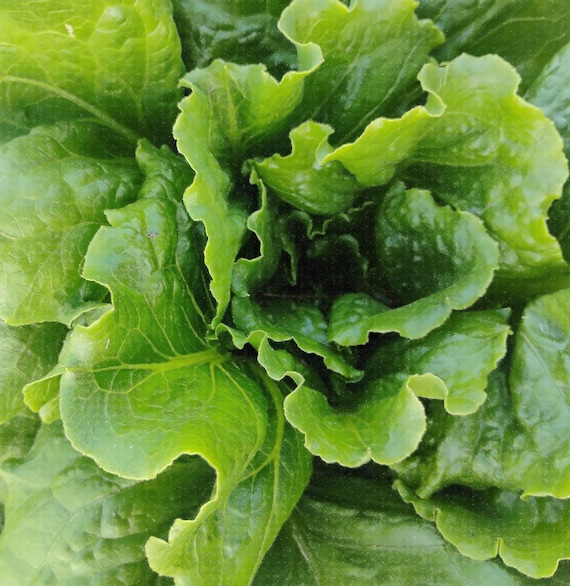 NEW! Organic Quan Yin Lettuce