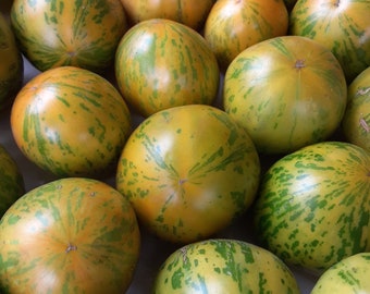 Organic Green Zebra Tomato