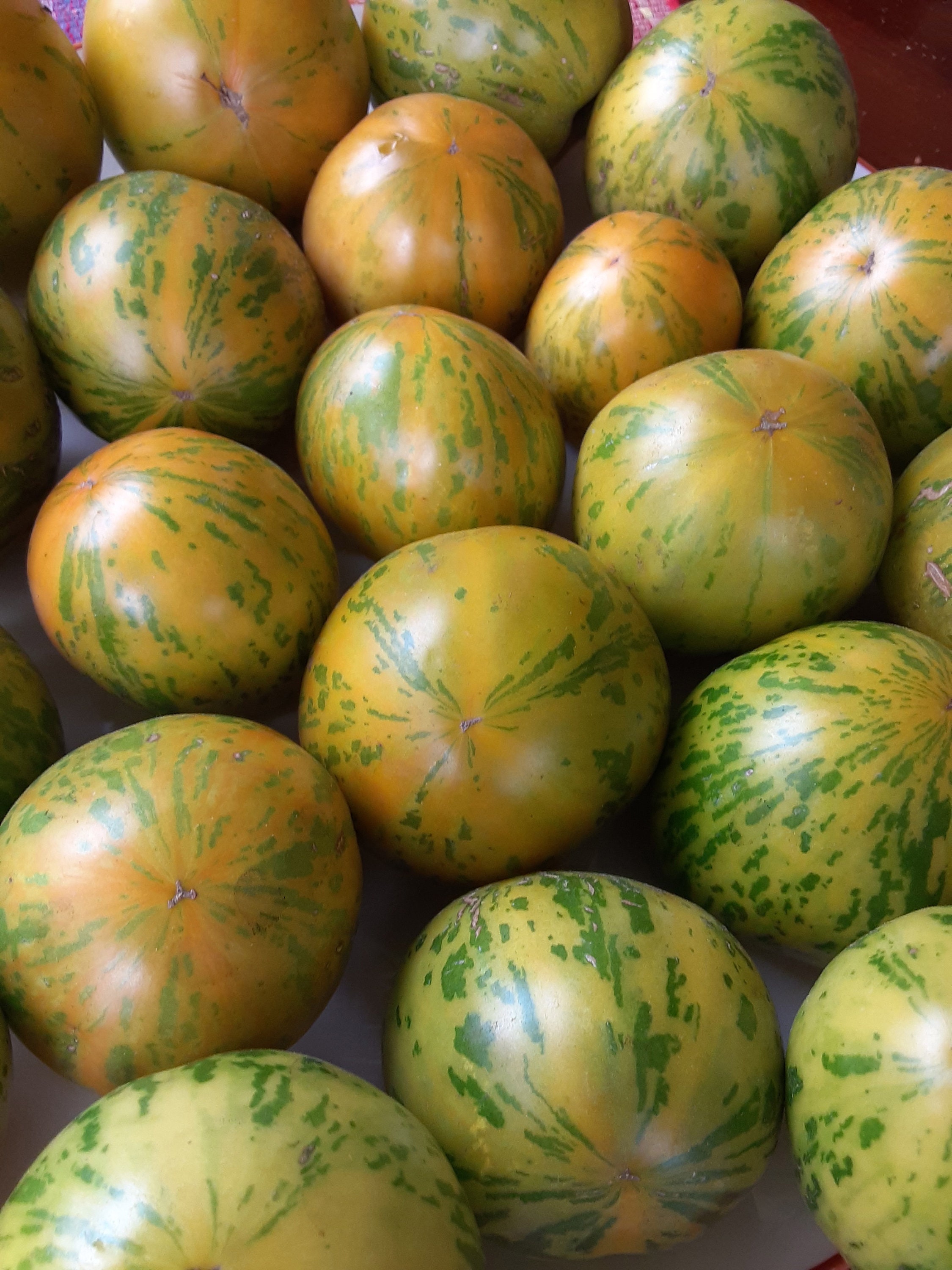 Organic Green Zebra Tomato