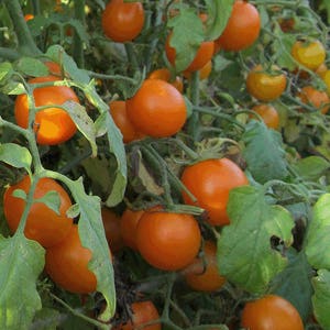 Organic Sweet Orange II Tomato