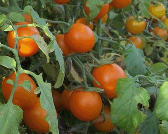 Organic Sweet Orange II Tomato