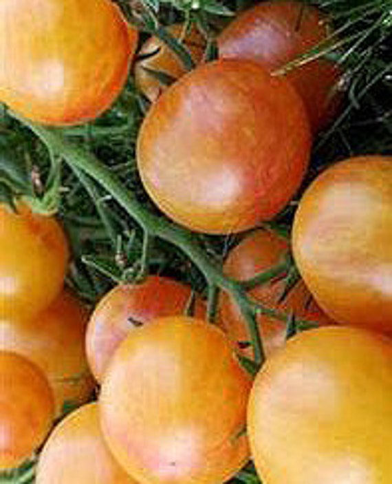 Organic Tropical Sunset Tomato