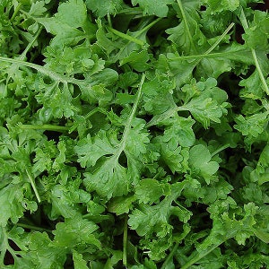 Organic &#39;Wrinkled Crinkled Crumpled&#39; Cress