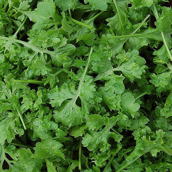 Organic 'Wrinkled Crinkled Crumpled' Cress