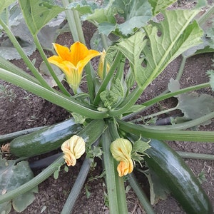 Organic &#39;Mutabile&#39; Zucchini