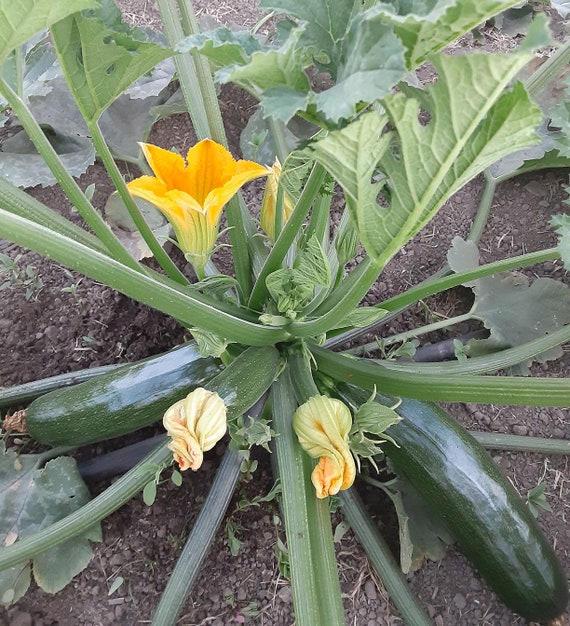 Organic 'Mutabile' Zucchini